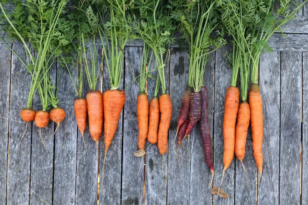 Baby Carrots (1lb bag - topped)