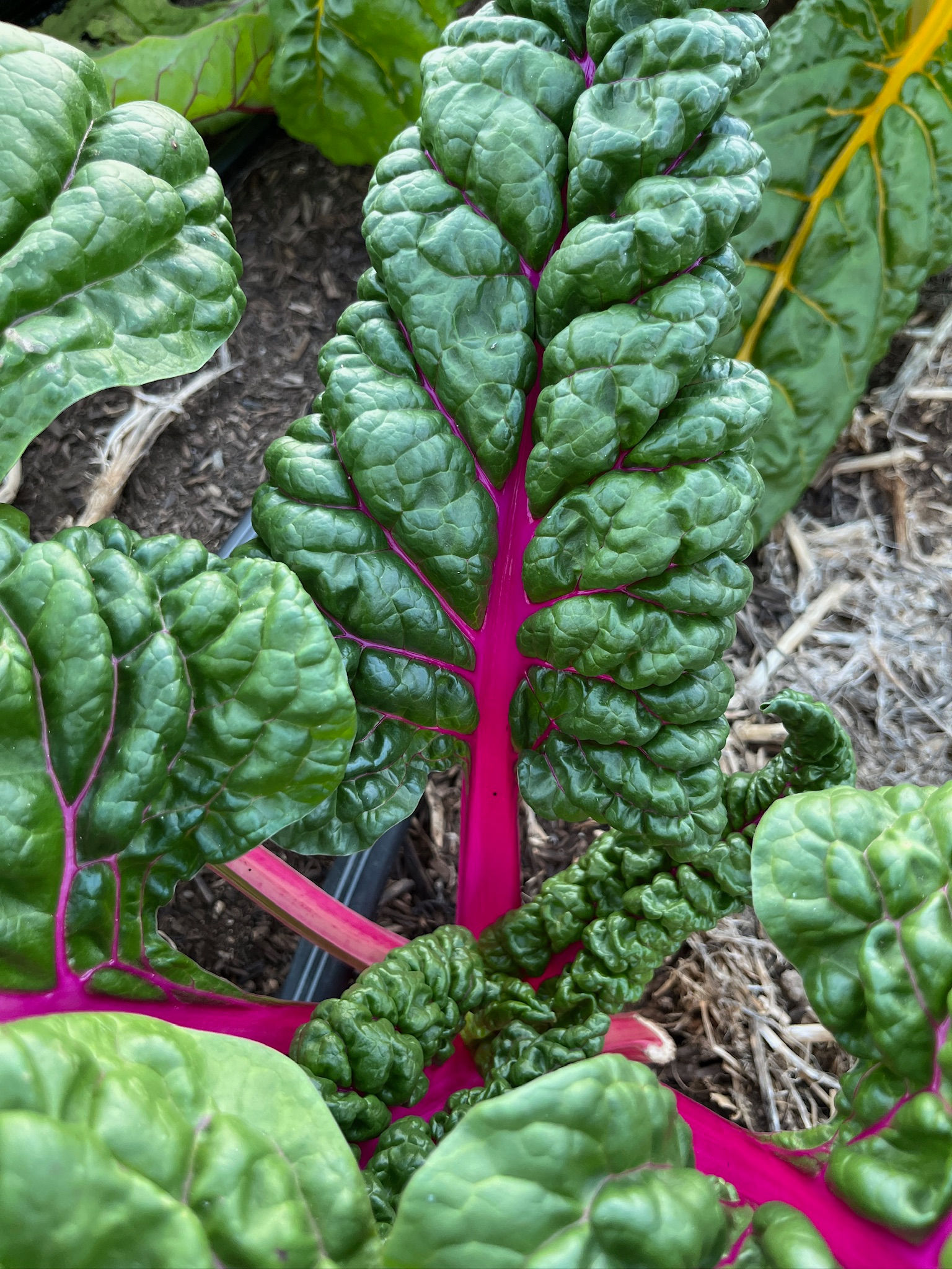 Swiss Chard and Artichoke Dip (8oz) (Honey n' Stuff)