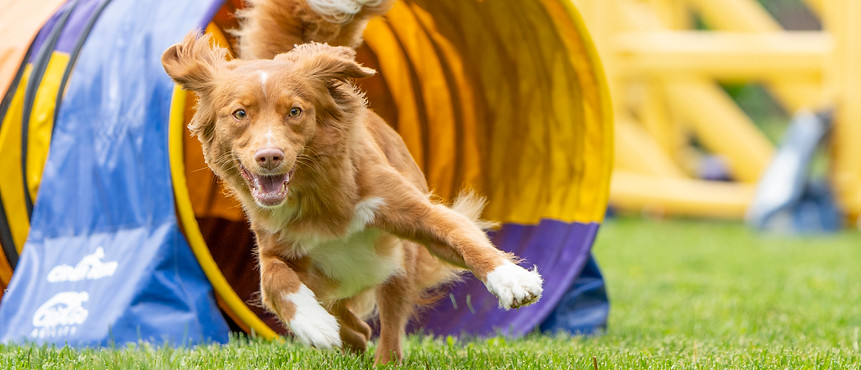 Smiling Toller running out of a tunnel on an agility course