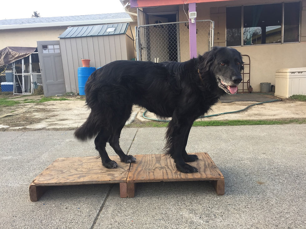 A large dog standing on a very long and wide platform that is just a few inches above the ground