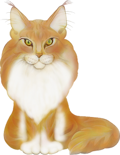 maine coons, snow coons