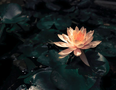 Lotus in Bloom_edited_edited_edited.jpg