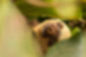 Sloth_1.jpg