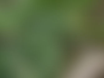 Six Senses Fiji weitet Naturschutzprojekt aus: Fiji-Kammleguane werden auf benachbarte Castaway Island umgesiedelt