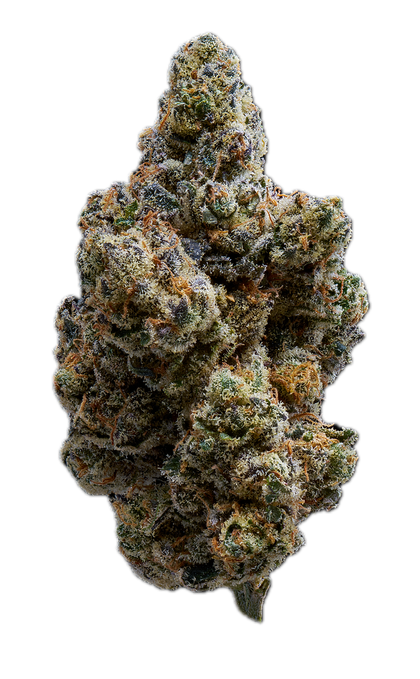 20260723_Gasroots_RoyalGenetics_KrazyRuntz_0072_Stacked Background Removed.png