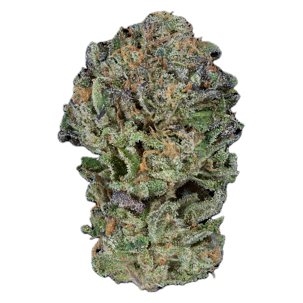 Sherb Cream Pie cannabis flower jar, dense craft-grown buds — Royal Genetics NY Sherb Cream Pie strain NYC