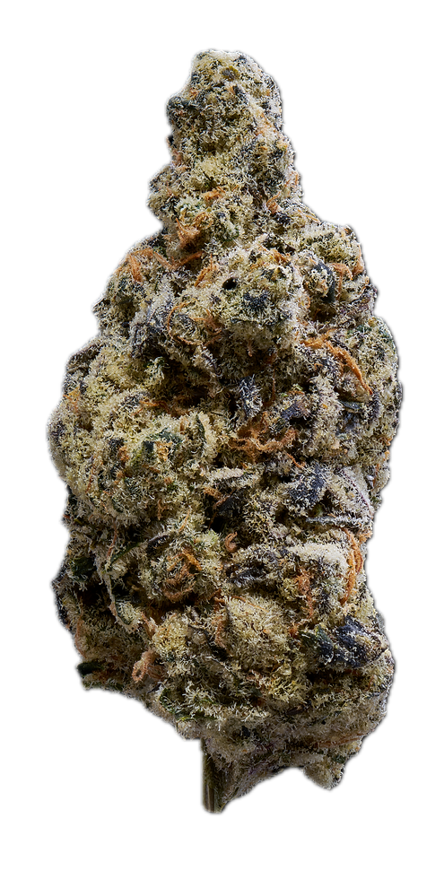 20260723_Gasroots_RoyalGenetics_ArancioLoco_0293_Stacked Background Removed.png