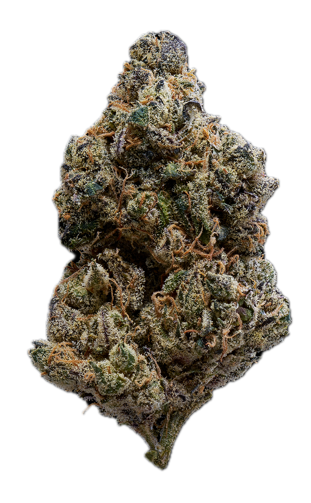 20260723_Gasroots_RoyalGenetics_Bellini_0249_Stacked Background Removed.png