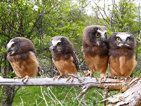 Saw-whet-Owl-photo-1024x682.jpg