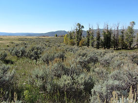 IMG_4935_SW_SageRiparian-1024x683.jpg