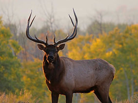Elk-and-fall-aspens-1024x625.jpg