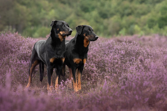 L+N Heide Stoerstaan.jpg