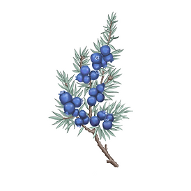 Juniper.png