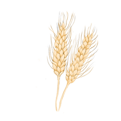 Wheat.png