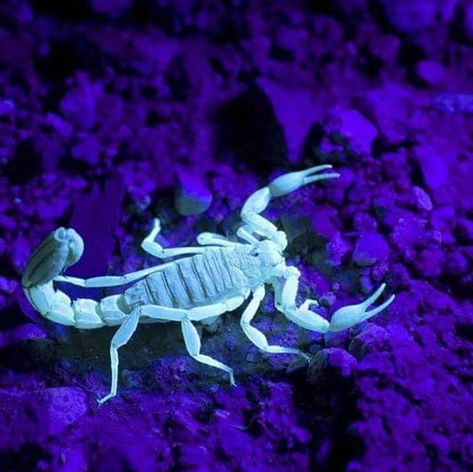 ספארי עקרבים 