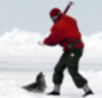 animals for clothing, fur, fur coats, Canadian seal hunt, leather, snake skin
