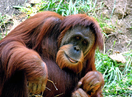 Zoo ethics, are zoos good or bad, circus animal abuse, hunting ranches, animal captivity