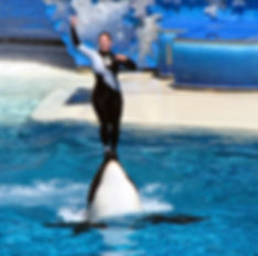 marine mammals in captivity, seaworld sucks, empty the tanks, orcas in captivity, taiji dolphin slaughter