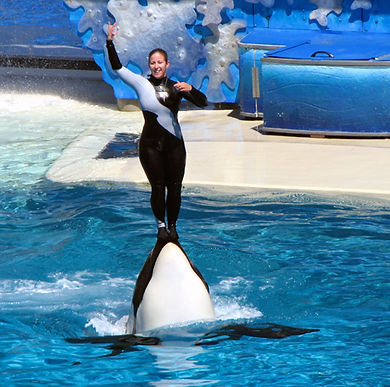marine mammals in captivity, seaworld sucks, empty the tanks, orcas in captivity, taiji dolphin slaughter