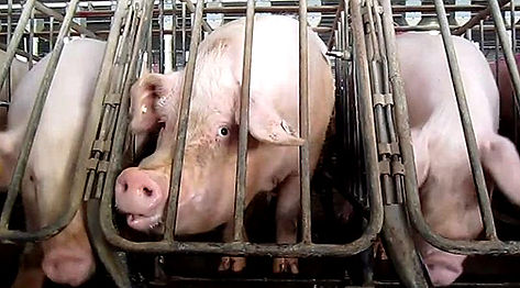 Animals used for food, eating animals, ethics of eating meat, meatless Monday, factory farming