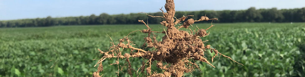 ROOT-KNOT-NEMATODES.jpg