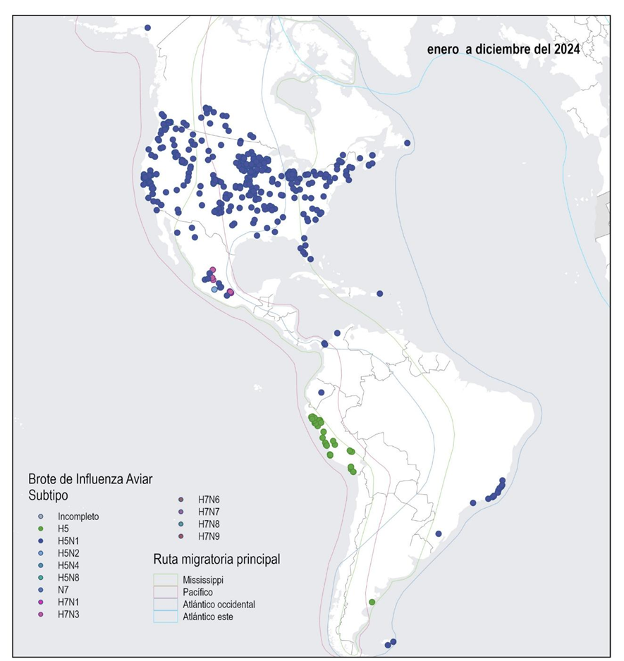 Historial de brotes de influenza aviar por subtipo y principales rutas migratorias de aves silvestres en la Región de las Américas (enero a diciembre de 2024)