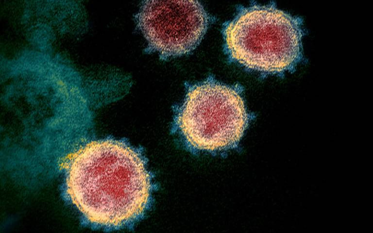 Coronavirus bajo el microscopio