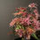 Thumbnail: Avant Garde - Centerpiece