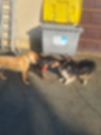 pension canine poitiers