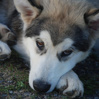 Malamute puppy