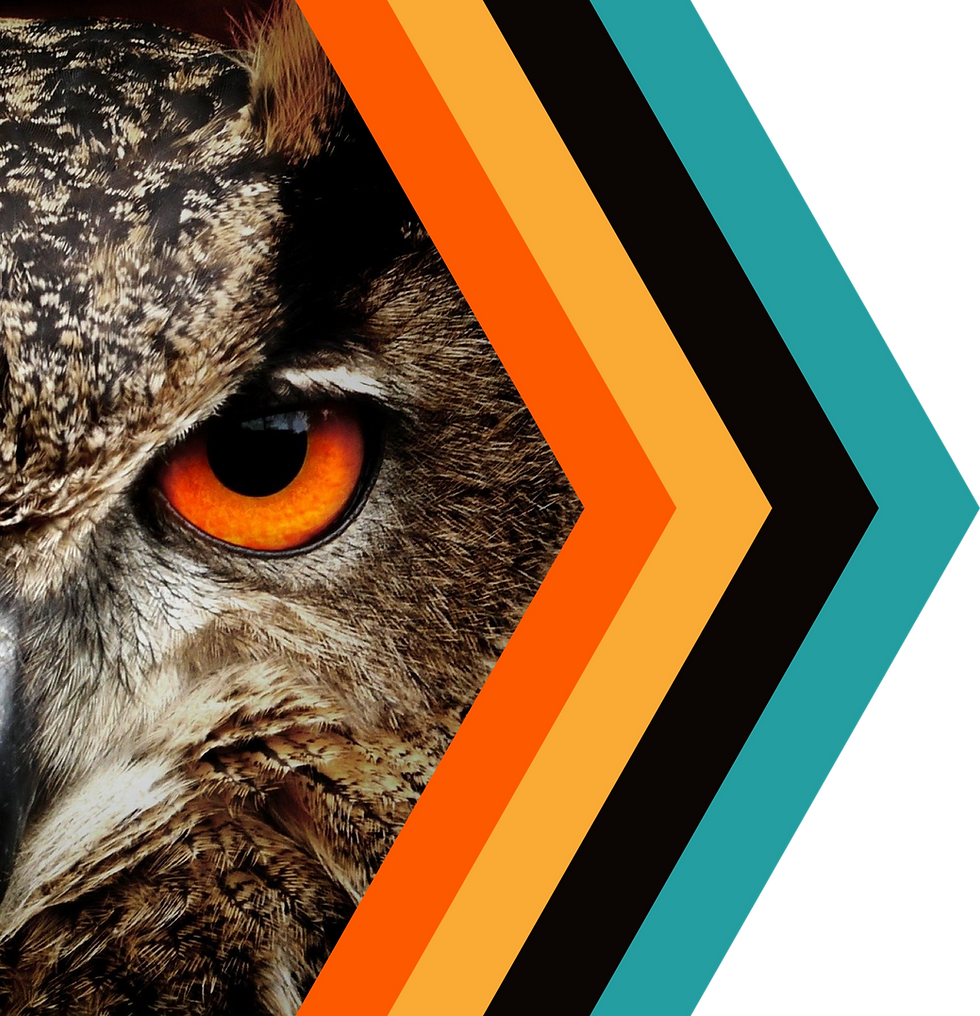 Owl with orange eye beside web design pricing packages