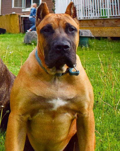 ENERGY PRESA CANARIO KENNEL CANADA