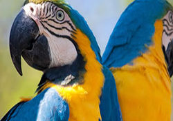 Guacamaya Azúl Dorado