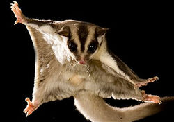 Sugar Glider
