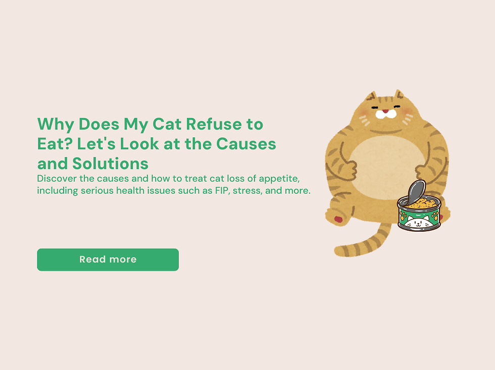 Cat with bloated tummy
