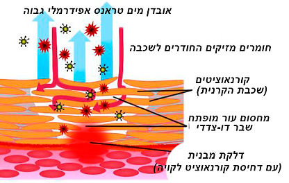 Disrupted Bi-Layer of the Skin SpaBeauty