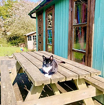 Cat ready for animal-assisted play therapy session