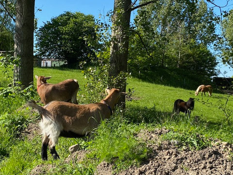 Ziegen und andere Tiere im Garten