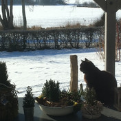 Katze im Winter