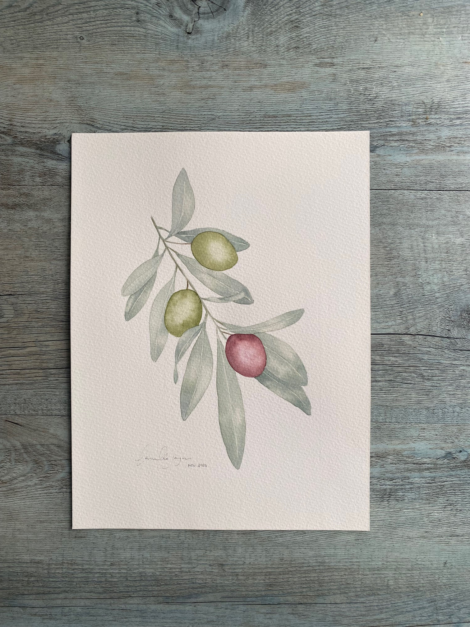 An Olive Branch in Watercolour