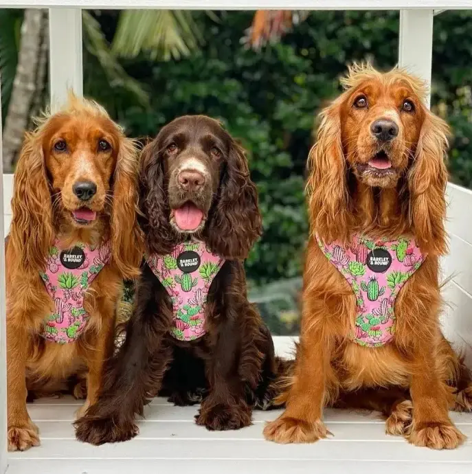 Thumbnail: Barkley & Hound Harness (Pink)