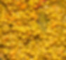 Ital Curry Chickpea