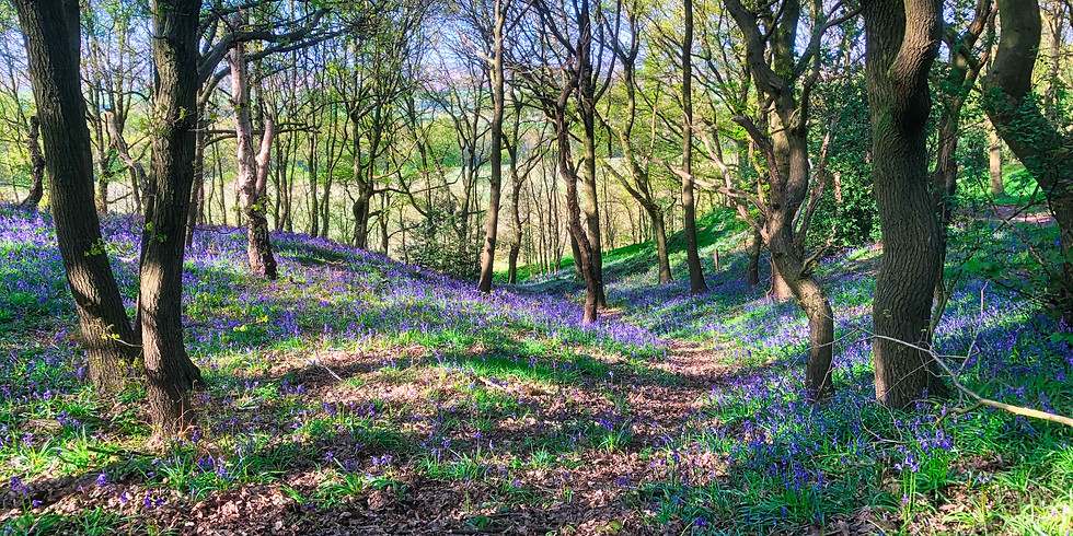 Howell Wood & Bluebell Wood at Grimethorpe Nature Reserve