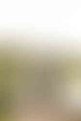 Spring wedding at C Bar Ranch in Alachua, Florida by Gainesville wedding photographer CWP Photography