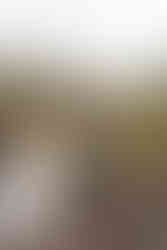 Cold Spring wedding in Earleton, Florida by Gainesville Wedding Photographer CWP Photography