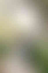 Summer wedding at the Baughman Center by Gainesville Wedding Photographer CWP Photography