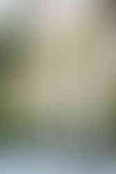 wedding at Sweetwater Branch Inn in Gainesville, Florida, by Gainesville Wedding Photographer CWP Photography