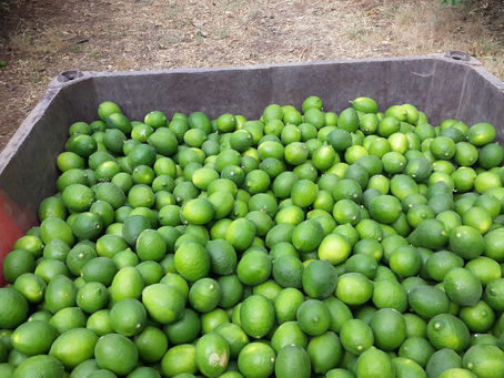 לקראת חג האסיף