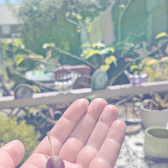 The little apple tree