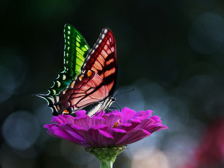 México… ¿cambiará, se transformará?